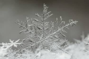 Snowflake (Tsolmon Naidandorj) - Muzeo.com