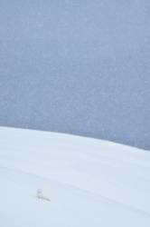 Snowy arctic fox in Svalbard (Yves Adams) - Muzeo.com