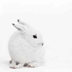 Snowy Hare Serenity (Monika Strigel) - Muzeo.com
