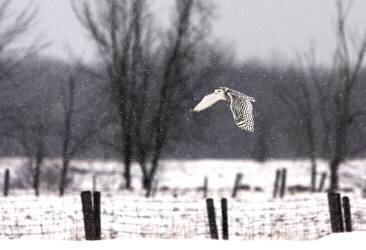 Snowy Owl flying through the snow (Jim Cumming) - Muzeo.com