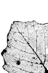 Spider silhouette on leaf veins (Mario Cea Sanchez) - Muzeo.com