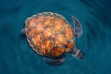 Spin turtle (Sergi Garcia ) - Muzeo.com