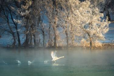 Spirit of a swan (C. Mei) - Muzeo.com