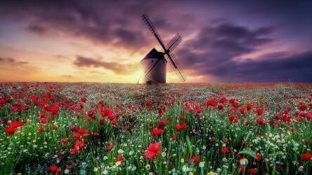 Spring by the windmill (Jose Antonio Trivino) - Muzeo.com