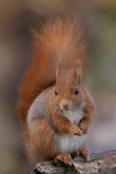 Squirrel (Paolo Bolla) - Muzeo.com