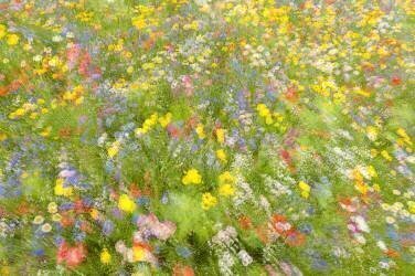 Summer field flowers (Piet Haaksma) - Muzeo.com