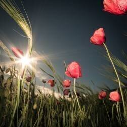 Summer is Here (Petra Dvorak) - Muzeo.com