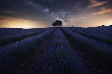 Summer night Dream (Jorge Ruiz Dueso) - Muzeo.com