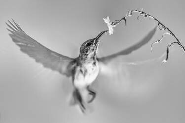 Sunbird in motion (Andi Halil) - Muzeo.com