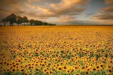 Sunflowers (Piotr Krol (Bax)) - Muzeo.com