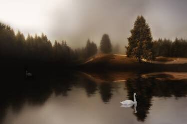 Swan Lake (Michael) - Muzeo.com