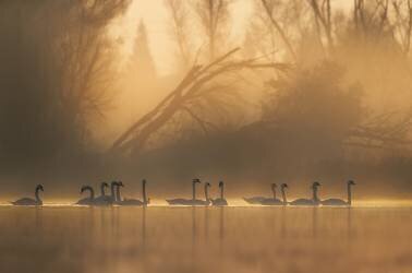 Swans community (Judy Tseng) - Muzeo.com