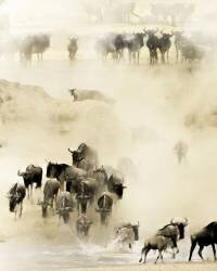 Swarming (Husain Alfraid) - Muzeo.com