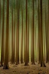 Tall trees (Piet Haaksma) - Muzeo.com