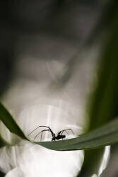Tetragnathus against the light (Benoît Personnaz) - Muzeo.com