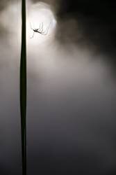 Tetragnathus against the light (Benoît Personnaz) - Muzeo.com