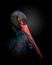 The Black Stork (Fegari) - Muzeo.com