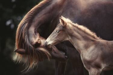 The Bond (Heike Willers) - Muzeo.com