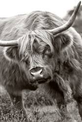 The Bull (Jacky Parker) - Muzeo.com