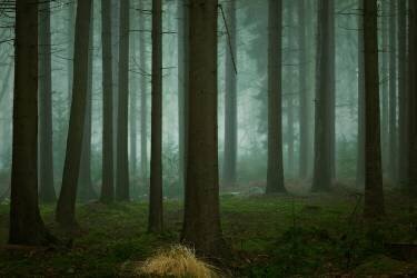 The Cold, Dark Days of Winter (Ellen Borggreve) - Muzeo.com