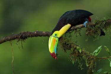The colors of Costa Rica (Fabio Ferretto ) - Muzeo.com