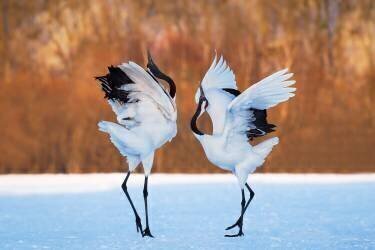 The dance of love (C. Mei) - Muzeo.com
