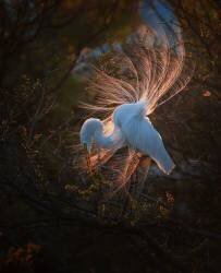 The dancer (Sheila Xu) - Muzeo.com