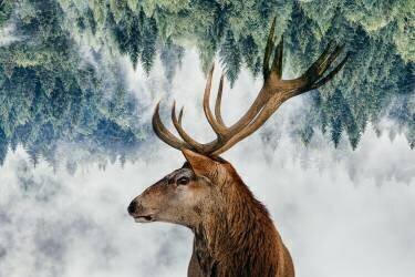 The Deer and the woods (Angyalosi Beata) - Muzeo.com