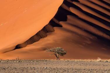 The dune and the tree (Luigi Ruoppolo) - Muzeo.com