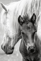 The Foal (Jacky Parker) - Muzeo.com