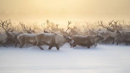 The herd III (Marcel Rebro) - Muzeo.com