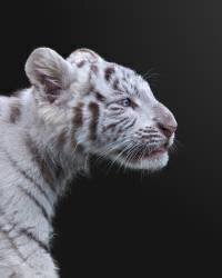The Hunter (Fegari) - Muzeo.com