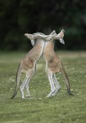 The Kangaroo Fight (Ahmadabdel Hameed) - Muzeo.com