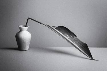 The Leaf (Kristina Oveckova) - Muzeo.com