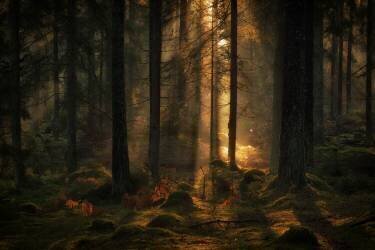 The light in the forest (Allan Wallberg) - Muzeo.com