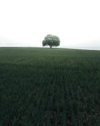 The lonely oak tree (Christian Lindsten) - Muzeo.com