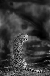 The look back (Jaco Marx) - Muzeo.com