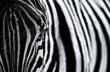 The look of nature (Marco Tagliarino) - Muzeo.com