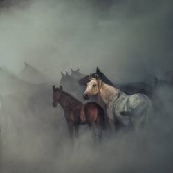 The lost horses (Hüseyin Taşkın) - Muzeo.com