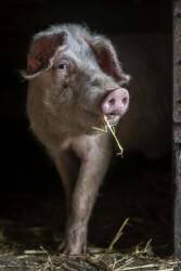 The luscious pig (Gertvan  den Bosch) - Muzeo.com