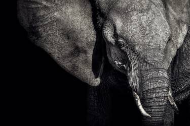 The Matriarch (Piet Flour) - Muzeo.com