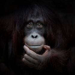 The mirror image (Antje Wenner-Braun) - Muzeo.com