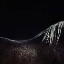 The naked horse (Piet Flour) - Muzeo.com