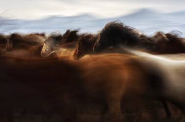 The Spirit of freedom (Timur Turkmen) - Muzeo.com