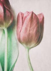 The Spring Lovers (Delphine Devos) - Muzeo.com