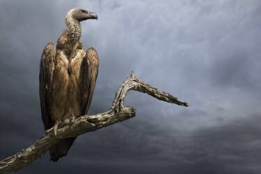 The Vulture (Mario Moreno) - Muzeo.com