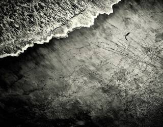 They Are Watching (Mirela Momanu) - Muzeo.com