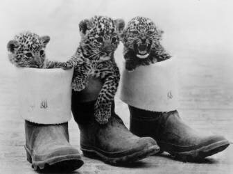 Three Bebes Leopards born In An English Zoo (Rue des Archives) - Muzeo.com
