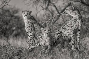 Three Cats (Jaco Marx) - Muzeo.com