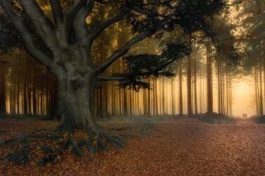 To the light (Piet Haaksma) - Muzeo.com
